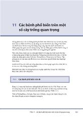 Các bệnh phổ biến trên một số cây trồng quan trọng