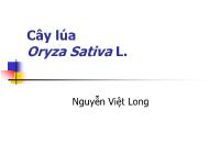 Các thời kỳ sinh trưởng phát triển của cây lúa