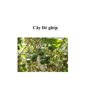 Cây Dẻ ghép