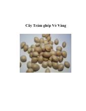 Cây trám ghép vỏ vàng