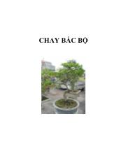 Chay Bắc Bộ