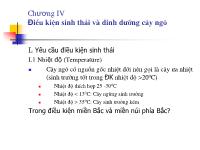 Điều kiện sinh thái và dinh dưỡng cây ngô