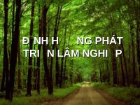 Định hướng phát triển lâm nghiệp