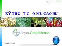 Kỹ thuật cạo mũ cao su