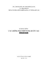 Kỹ thuật trồng các giống ngô mới năng xuất cao