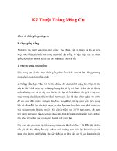 Kỹ thuật trồng măng cụt