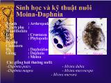 Sinh học và kỹ thuật nuôi Moina - Daphnia
