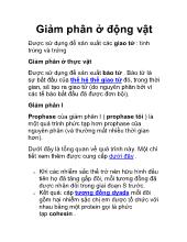 Giảm phân ở động vật