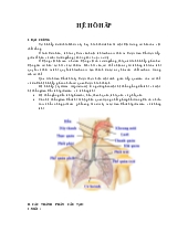 Hệ hô hấp