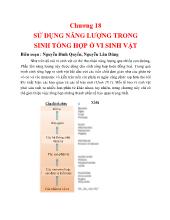 Sử dụng năng lượng trong sinh tổng hợp ở vi sinh vật