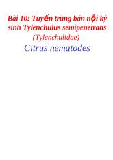Tuyến trùng bán nội ký sinh Tylenchulus semipenetrans