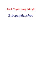 Tuyến trùng thân gỗ Bursaphelenchus