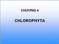 Bài giảng Chlorophyta