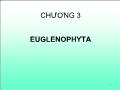 Bài giảng Euglenophyta