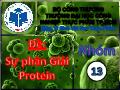 Đề tài Sự phân giải Protein