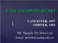 Fasciolopsis buski - Lancester, 1857 - Odhner, 1902