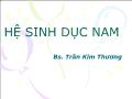 Hệ sinh dục nam