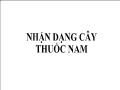 Nhận dạng cây thuốc nam