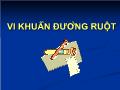 Vi khuẩn đường ruột