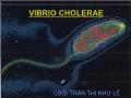 Vibrio cholerae