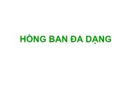 Hồng ban đa dạng