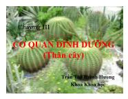 Bài giảng Sinh hóa học - Chương III: Cơ quan dinh dưỡng (thân cây)