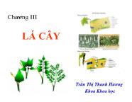 Bài giảng Sinh hóa học - Chương III: Lá cây