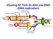 Bài giảng Sinh hóa học - Chương IV: Tính ổn định của DNA (DNA replication)