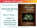 Molecular biology - Chapter 10: Eukaryotic rna polymerases and their promoters