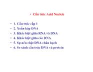 Sinh học - Cấu trúc Acid Nuclei