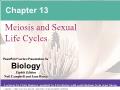 Sinh học - Chapter 13: Meiosis and sexual life cycles