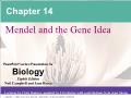 Sinh học - Chapter 14: Mendel and the gene idea