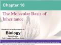 Sinh học - Chapter 16: The molecular basis of inheritance