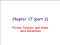 Sinh học - Chapter 17 (part 2): Protein turnover and amino acid catabolism