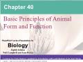 Sinh học - Chapter 40: Basic principles of animal form and function