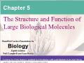 Sinh học - Chapter 5: The structure and function of large biological molecules