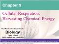 Sinh học - Chapter 9: Cellular respiration: harvesting chemical energy