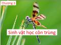 Sinh học - Chương 3: Sinh vật học côn trùng