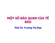 Sinh học - Một số bào quan của tế bào