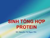 Sinh học - Sinh tổng hợp protein