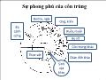 Sinh học - Sự phong phú của côn trùng